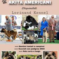 Cuccioli Akita Americano