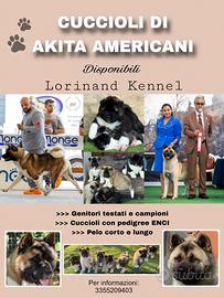 Cuccioli Akita Americano
