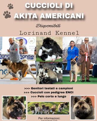 Cuccioli Akita Americano