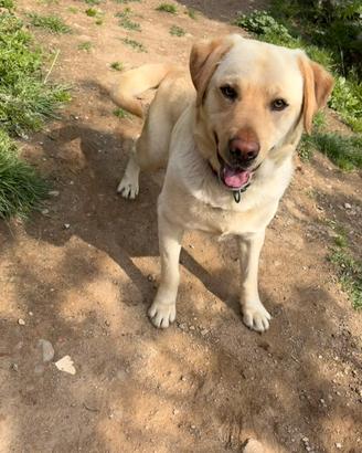 Labrador inglese intero