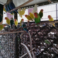 Inseparabili