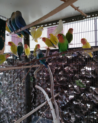 Inseparabili