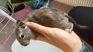 Regal0 degu del cile