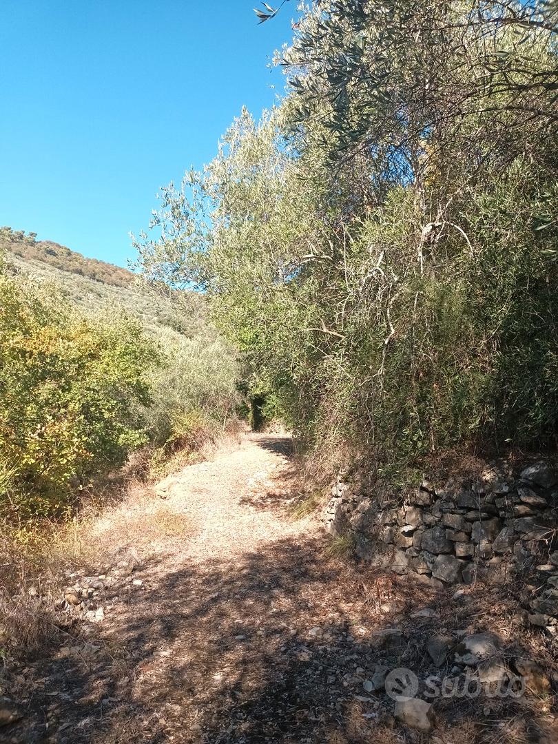 Terreno Uliveto - Vista 3
