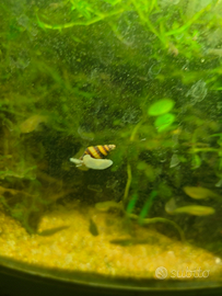 Helena killer e altre lumache e neocaridine