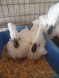 Pappagallo cacatua Alba