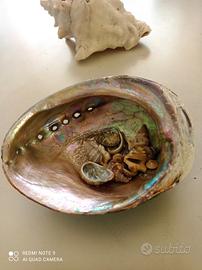 💥 CONCHIGLIA ABALONE 