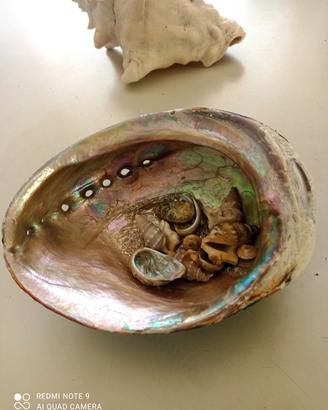 💥 CONCHIGLIA ABALONE 