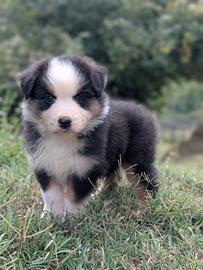 Australian shepperdog 