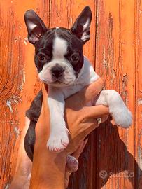 Cucciola Boston Terrier ENCI
