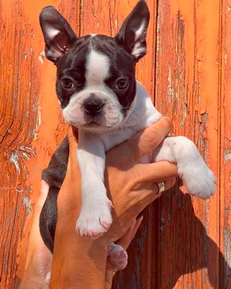 Cucciola Boston Terrier ENCI