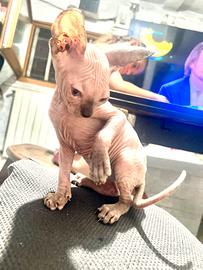 Sphynx