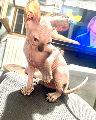 Sphynx