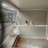 Diamanti mandarini ( bengalini)