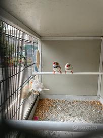 Diamanti mandarini ( bengalini)