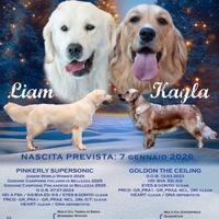 Cuccioli GOLDEN RETRIEVER