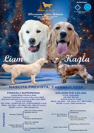 Cuccioli GOLDEN RETRIEVER