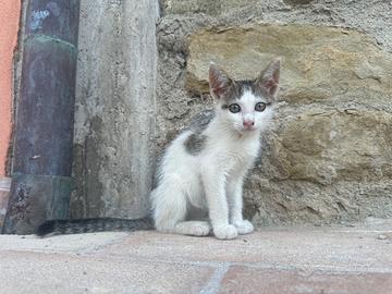 Regalasi gattina