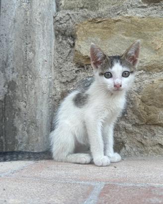 Regalasi gattina