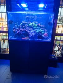 acquario marino