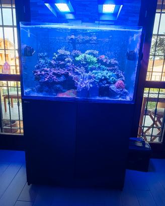 acquario marino