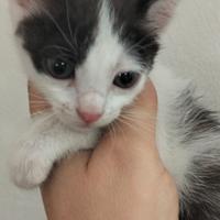 Gattini mix siamese/europeo