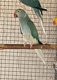 Coppia parrocchetti opalino X Cleartail