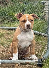 American pitbull terrier UKC