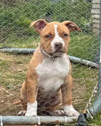 American pitbull terrier UKC
