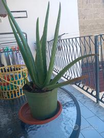 aloe vera