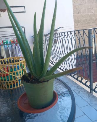 aloe vera