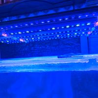 5 Barre Led Acquario Orphek OR3 V2 +Osix+Ponte