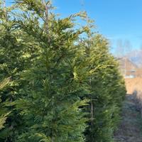 Leylandii pianta da siepe h.300