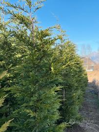 Leylandii pianta da siepe h.300