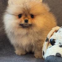 Cucciolo Spitz di Pomerania