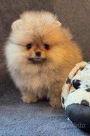 Cucciolo Spitz di Pomerania