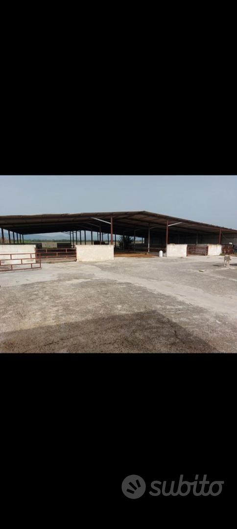 Azienda agricola ex bufalina - Vista 5