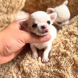 Chihuahua pelo corto