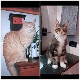 Maine Coon