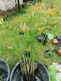 Piante acquatiche e ninfee