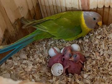 Pappagalli coppie e singoli all.a mano