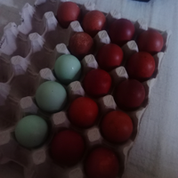 Ova Marans/Araucana pure