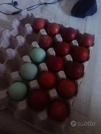 Ova Marans/Araucana pure