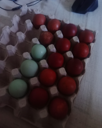 Ova Marans/Araucana pure