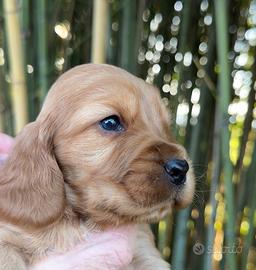 Cuccioli cocker spaniel maschietti
