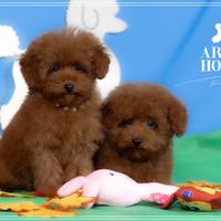 Vip luxury barboncino toy