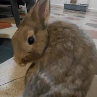 Coniglio razza nano colorato maschio con gabbia