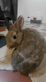 Coniglio razza nano colorato maschio con gabbia