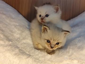 cucciole gatti razza Ragdoll 