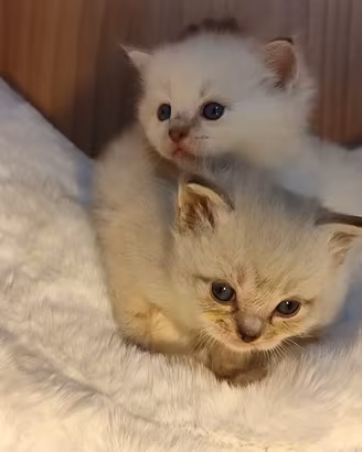 cucciole gatti razza Ragdoll 